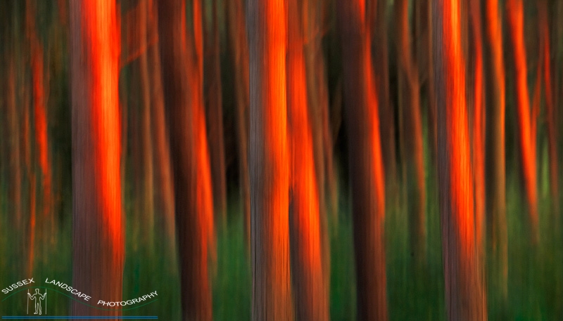 slides/VU2R2163.jpg forest fire, pine trees,camera movement,sunset,south downs national park,washington,west sussex VU2R2163